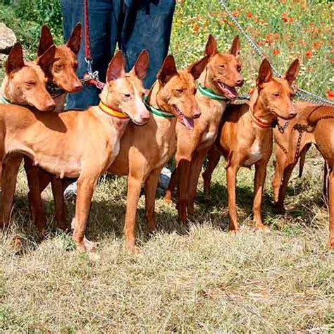 braco con podenco|Las mejores razas para montear